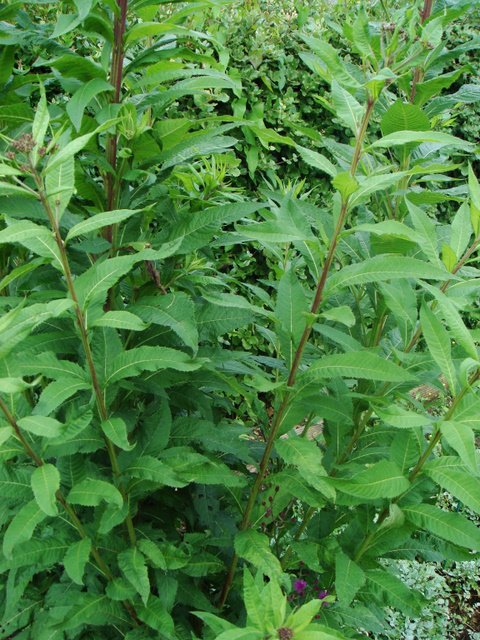 Vernonia arkansana